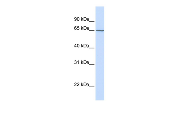 GALNAC4S-6ST Rabbit Polyclonal Antibody