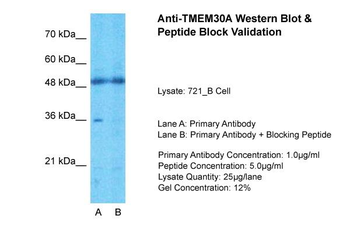TMEM30A Rabbit Polyclonal Antibody