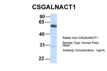 ChGn Rabbit Polyclonal Antibody
