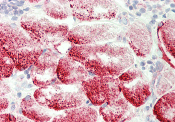 Gyg Rabbit Polyclonal Antibody