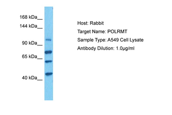 POLRMT Rabbit Polyclonal Antibody