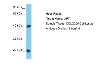 LIPT1 Rabbit Polyclonal Antibody