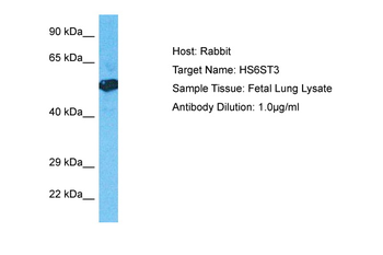 HS6ST3 Rabbit Polyclonal Antibody
