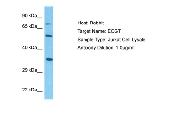 C3orf64 Rabbit Polyclonal Antibody