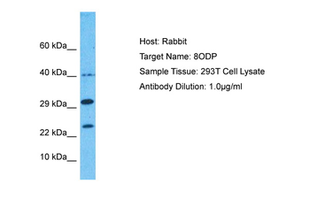 NUDT1 Rabbit Polyclonal Antibody