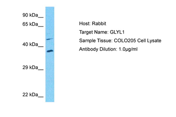 GLYATL1 Rabbit Polyclonal Antibody