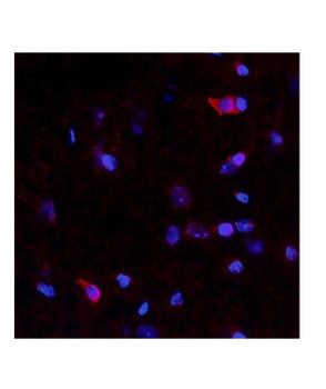 NTN4 Rabbit Polyclonal Antibody