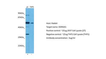 C20orf116 Rabbit Polyclonal Antibody