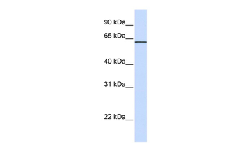 ITFG1 Rabbit Polyclonal Antibody