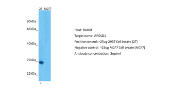 APOLD1 Rabbit Polyclonal Antibody
