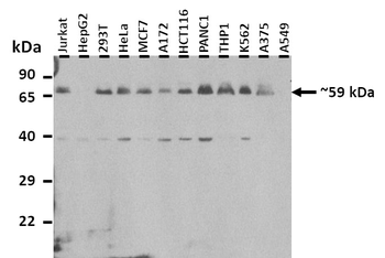 MLSTD2 Rabbit Polyclonal Antibody