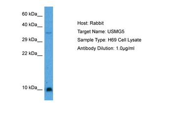 ATP5MD Rabbit Polyclonal Antibody