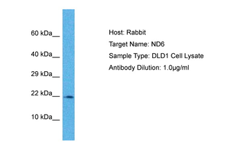 ND6 Rabbit Polyclonal Antibody
