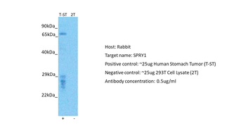 SPRY1 Rabbit Polyclonal Antibody