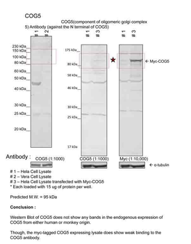 COG5 Rabbit Polyclonal Antibody