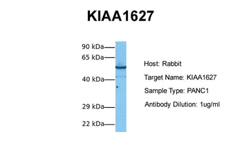 KIAA1627 Rabbit Polyclonal Antibody
