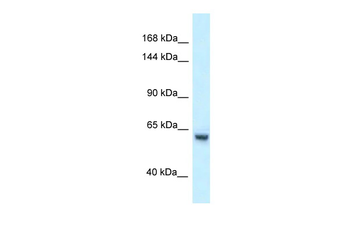 Zfp354a Rabbit Polyclonal Antibody