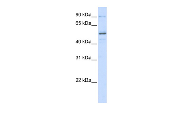 ZNF275 Rabbit Polyclonal Antibody
