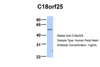 C18orf25 Rabbit Polyclonal Antibody