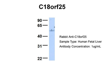 C18orf25 Rabbit Polyclonal Antibody