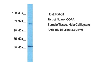 COPA Rabbit Polyclonal Antibody