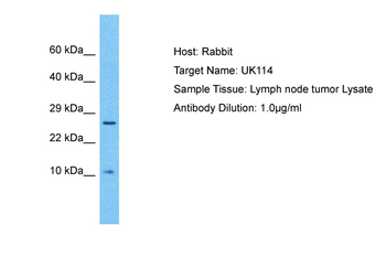 RIDA Rabbit Polyclonal Antibody