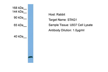STAG1 Rabbit Polyclonal Antibody