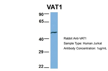 VAT1 Rabbit Polyclonal Antibody
