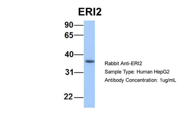 ERI2 Rabbit Polyclonal Antibody