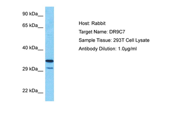 SDR9C7 Rabbit Polyclonal Antibody