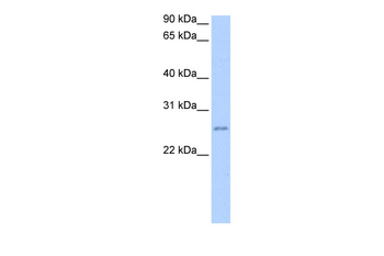 RPESP Rabbit Polyclonal Antibody