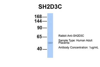 SH2D3C Rabbit Polyclonal Antibody