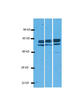 SLC38A9 Rabbit Polyclonal Antibody