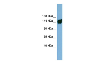 AASDH Rabbit Polyclonal Antibody