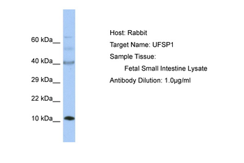 UFSP1 Rabbit Polyclonal Antibody