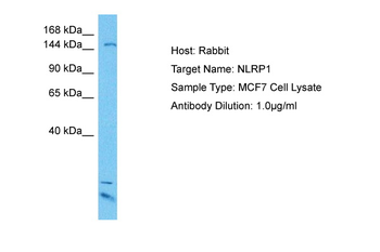 NLRP1 Rabbit Polyclonal Antibody