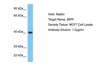 INPP1 Rabbit Polyclonal Antibody