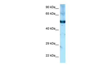 Shpk Rabbit Polyclonal Antibody