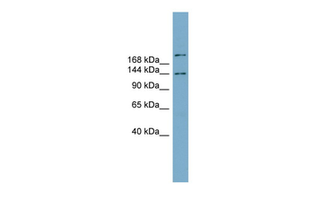 MAPKBP1 Rabbit Polyclonal Antibody