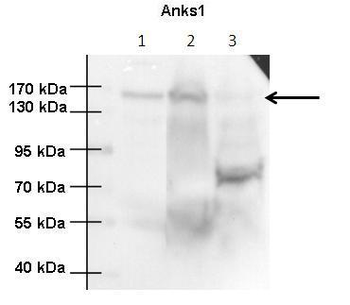 Anks1 Rabbit Polyclonal Antibody