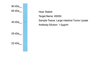KIAA0930 Rabbit Polyclonal Antibody