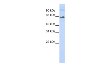 KIAA0892 Rabbit Polyclonal Antibody