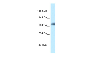 KIAA1267 Rabbit Polyclonal Antibody