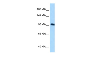 ARHGEF26 Rabbit Polyclonal Antibody