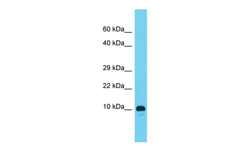 RGD1561459 Rabbit Polyclonal Antibody