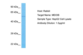 MEIOB Rabbit Polyclonal Antibody