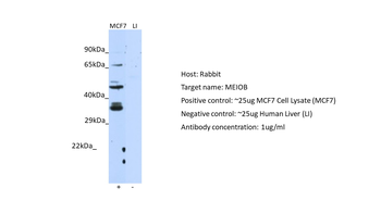 MEIOB Rabbit Polyclonal Antibody
