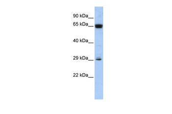MGC45491 Rabbit Polyclonal Antibody