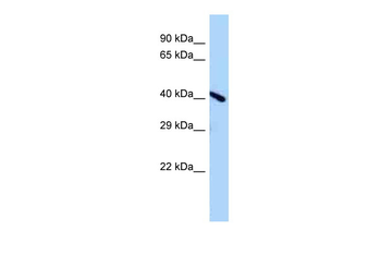 Endov Rabbit Polyclonal Antibody