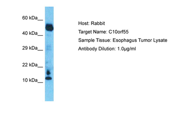 C10orf55 Rabbit Polyclonal Antibody